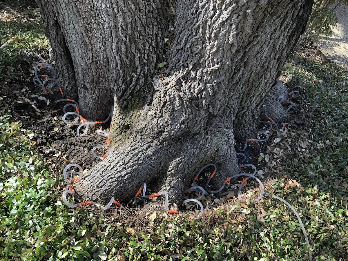 Detailed Tree Cabling and Bracing job site in Raritan