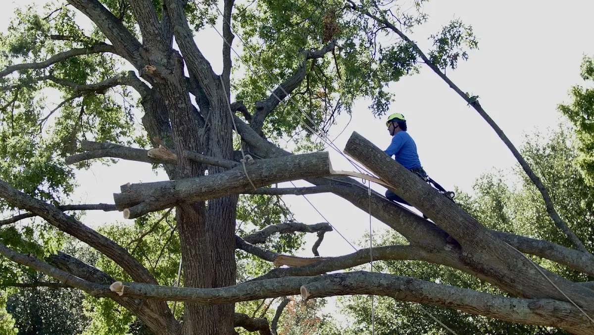 Professional Crown Thinning performed by certified arborists in Raritan