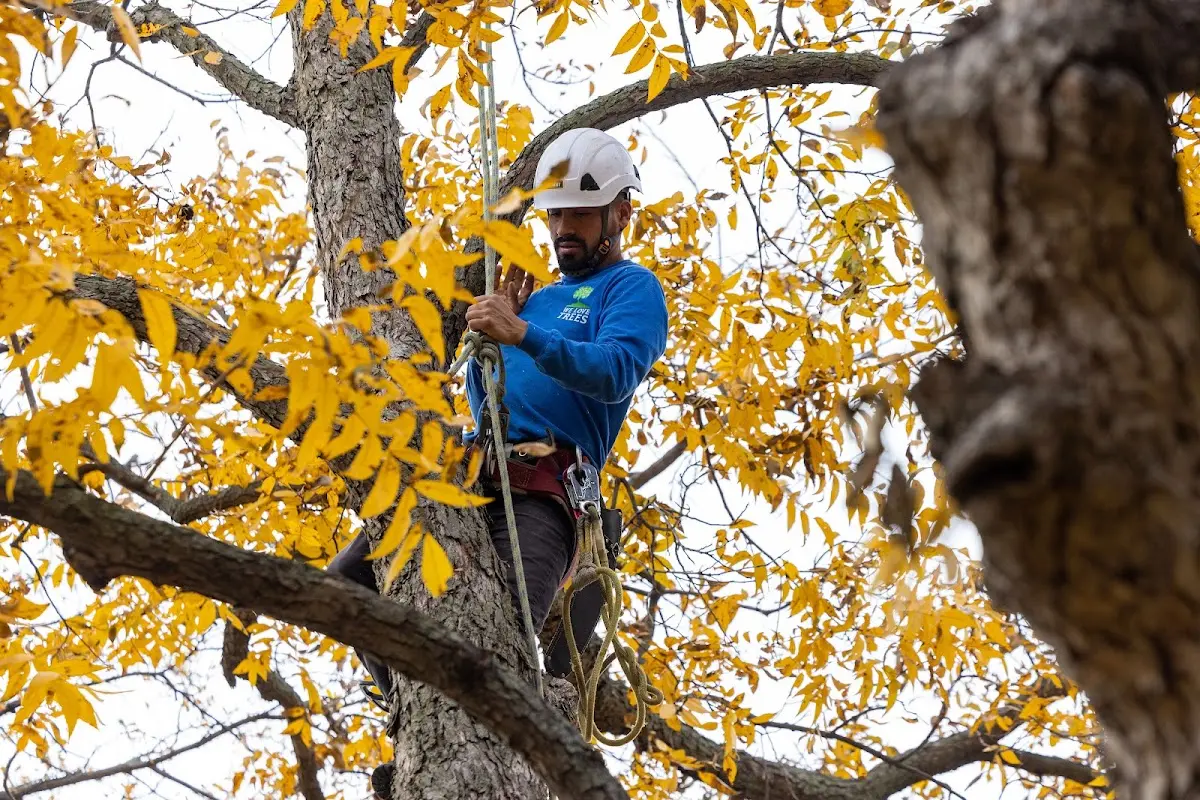 Skilled Emergency Tree Service crew working in Raritan